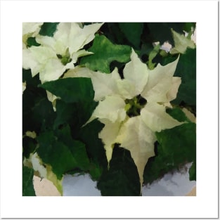 White Poinsettia Watercolor Flower  - Christmas Holiday Florals Posters and Art